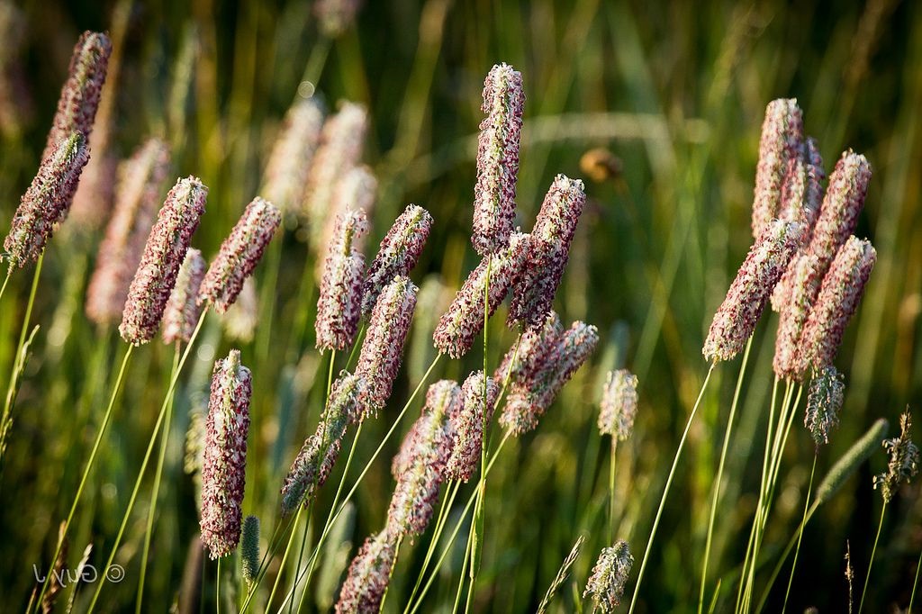 Трава тимофеевка