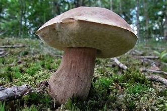 Способы выращивания белого гриба