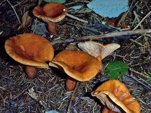 (лат. Leccinum carpini)