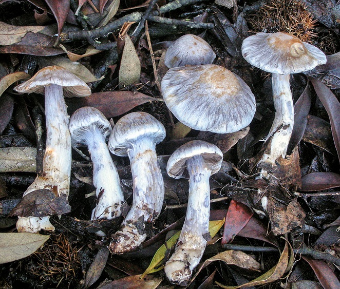 Паутинник