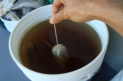 Compost Tea Benefits: 5 Big Benefits of Compost Tea