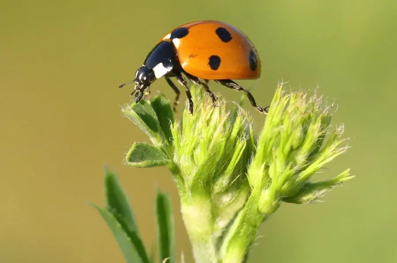 Introduction to Sustainable Gardening: Comprehensive Guide