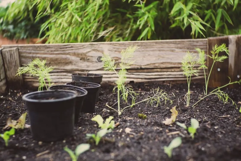 Using Compost in Container Gardens: 7 Tips and Tricks