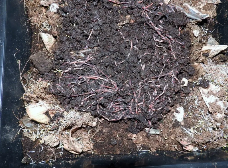 Composting Benefits: Comprehensive Guide