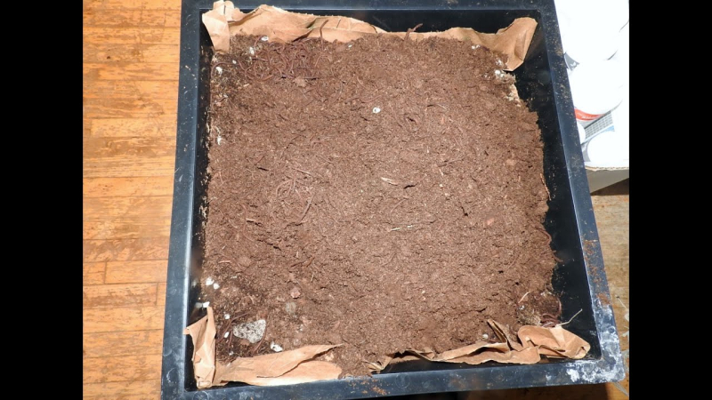Setting Up a Worm Compost Bin: 3 Big Reasons Why