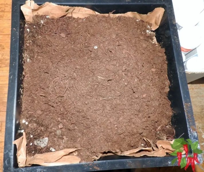 Setting Up a Worm Compost Bin: 3 Big Reasons Why