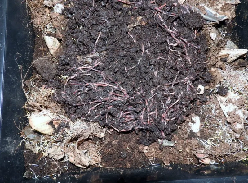 DIY Composting for Small Apartments: 7 Easy Tips